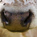 cow-630876_1920