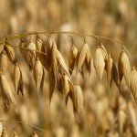 oats-8946_1920