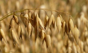 oats-8946_1920