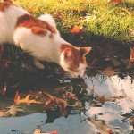 rudens