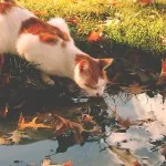 rudens