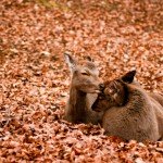 rudens