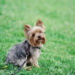 Cute dog sitting in grass