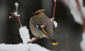 bird-1014238_1280