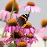 flower-1223066_1920