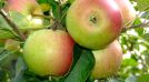 Ābolu raža Rēzeknes novadā