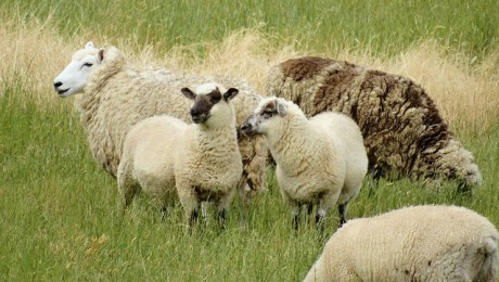 Līdz ar aitkopību attīsta gaļas pārstrādi