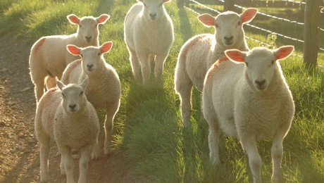 Pusotra miljona eiro aitas gaļas reklāmai
