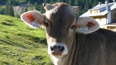“Straupe” spēj noturēt piena iepirkuma cenu