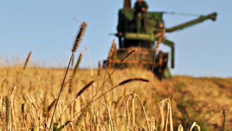 Vidzemē uzsākta labības kulšana Vidzemē uzsākta labības kulšana
