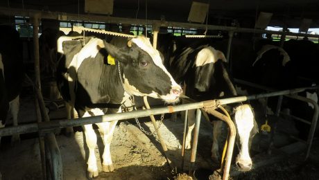 Video: lauksaimnieki saņem negaidīti augstus elektrības rēķinus Video: lauksaimnieki saņem negaidīti augstus elektrības rēķinus