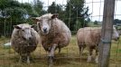 Viļakas novadā attīstās aitkopība